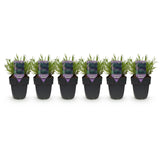 Green boutiQ - Haagplanten - Lavandula angustifolia Hidcote -  blad grijs - 6 planten - 1 strekkende meter - groenblijvend - pot 17cm hoogte 30cm