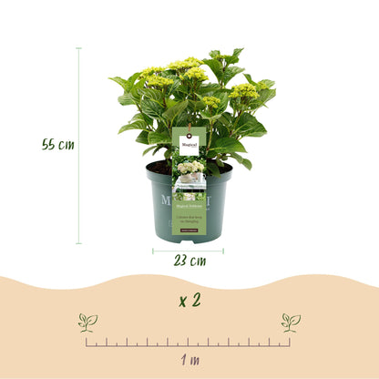 Green boutiQ - Terrasplant - Hortensia - Hydrangea Magical Nobless - Wit - 6-10 Bloemen - Pot 23cm Hoogte 55cm