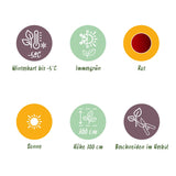 Green boutiQ - Fruitplant - Bananen plant - Ensete ventricosum Maurelli - Winterhard - 6 planten - Pot 17cm Hoogte 40cm