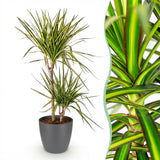 Dracaena Sunray - Drakenbloedboom - Weinig onderhoud - Groen - 1 Plant - met Potter Grijs - Pot 21cm - Hoogte 90-100cm