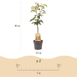 Kersenboom - Prunus avium Regina  - Rode kers - Pot 21cm Hoogte 90cm
