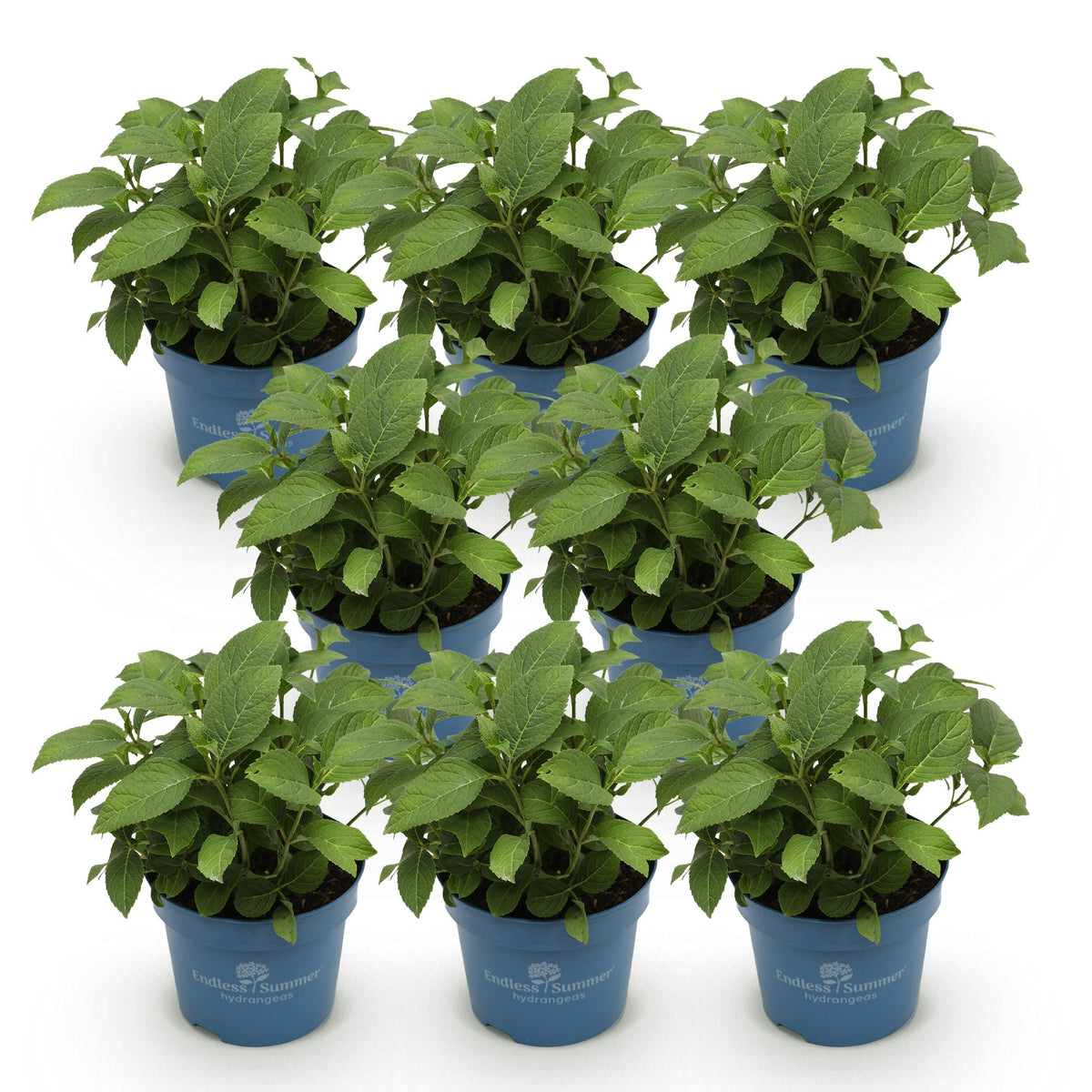 Green boutiQ - Tuinplant - Hydrangea Endles Summer Summer Love Purple - Hortensia - Winterhard - Paars - 8 Planten - Pot 14cm - Hoogte 20-25cm