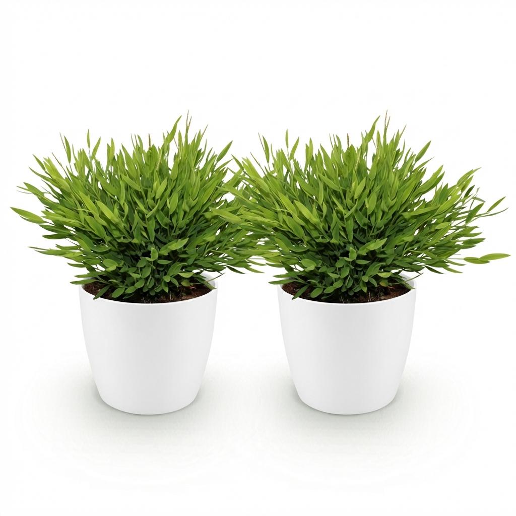Bamusa Pogonatherum Monica - Bamboegras - Huisdiervriendelijke Plant - Groen - 2 Planten - met Potter Wit - Pot 12cm - Hoogte 20cm