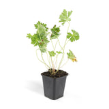 24x Geranium Rozanne - ↕10-25cm - Ø9cm