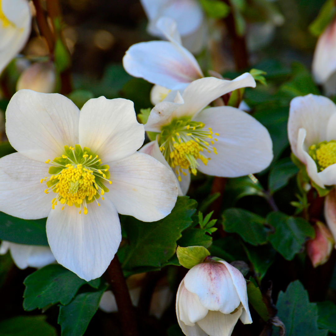 Helleborus niger « Christmas Carol » – Lot de 24 roses de Noël (4 x Sixpack)