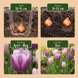 24x Tulipa Macron mix - Tulp Macron mix - Diversen - Voorjaarsbloeier - Bolmaat 11/12