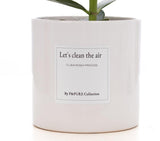 Clusia Rosea Cadeau "Purifions l'air" AVEC CARTE DE VŒUX ! - Ø12cm - ↕30cm