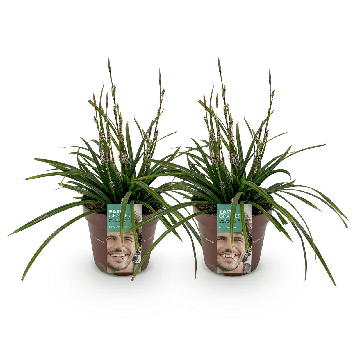 Green boutiQ - Siergrassen -  Carex morrowii Irish Green - Groen & Geel - 2 Planten - Bladhoudend - Weinig Onderhoud - Pot 17cm Hoogte 50cm