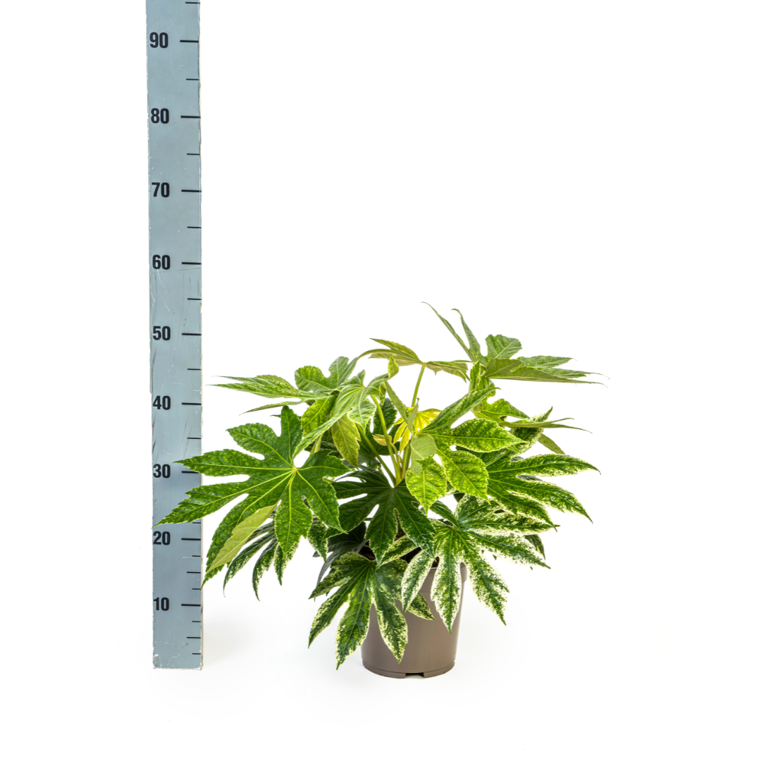 Fatsia Japonica Spider's Web - ↕45cm - Ø19cm