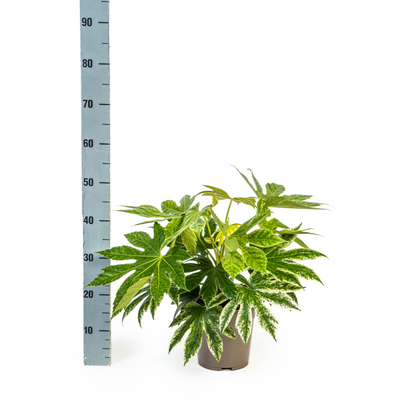 Fatsia Japonica Spider's Web - ↕45cm - Ø19cm
