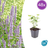 48x Agastache 'Blue Fortune' - ↕10-25cm - Ø9cm
