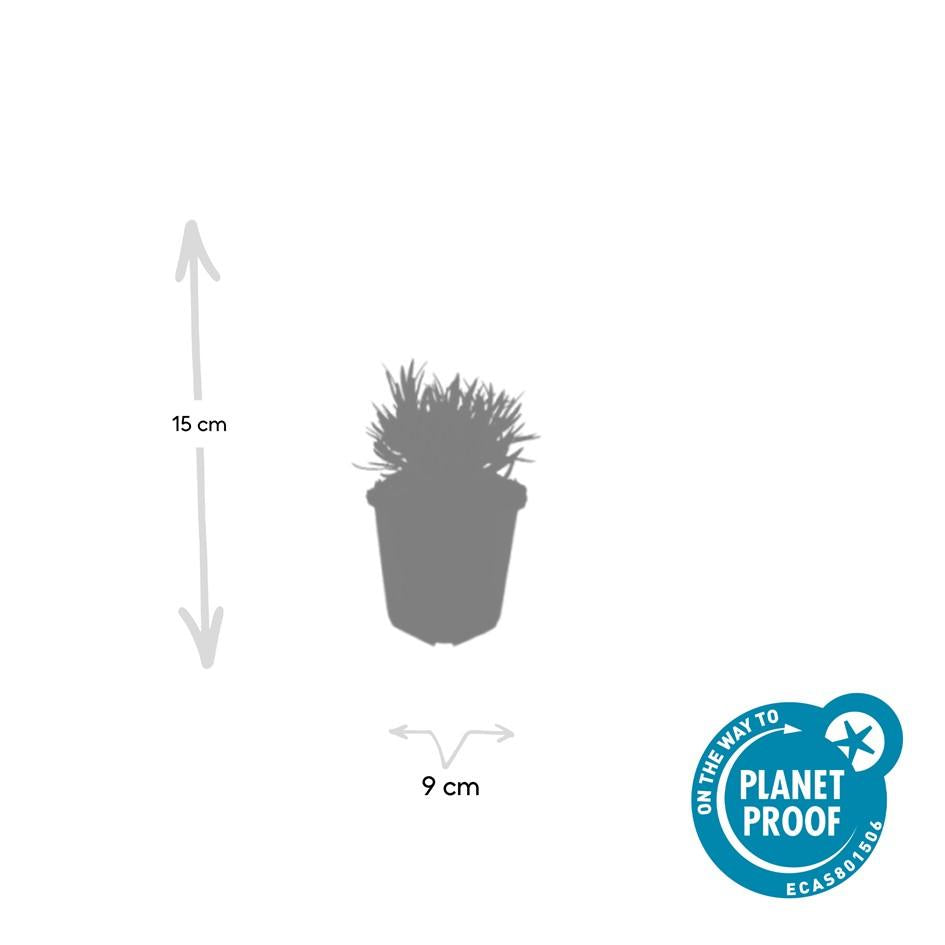24x Lavandula int. 'Edelweiss' - ↕10-25cm - Ø9cm