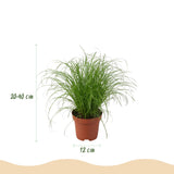 Chlorophytum - Cyperus - Phlebodium - Marantha - Mix van 4 - Huisdiervriendelijke Planten - Groen - 4 Planten - met Potter Grijs - Pot 12cm - Hoogte 25cm