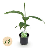 Green boutiQ - Fruitplant - Bananen plant - Musa Basjoo - Winterhard - 2 planten - Pot 12cm Hoogte 30cm