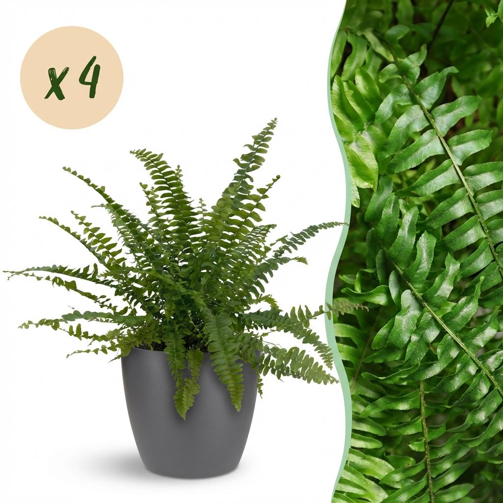 Nephrolepsis exaltata Green Lady - Varen - Huisdiervriendelijke Plant - Groen - 4 Planten - met Potter Grijs - Pot 12cm - Hoogte 25cm