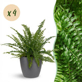 Nephrolepsis exaltata Green Lady - Varen - Huisdiervriendelijke Plant - Groen - 4 Planten - met Potter Grijs - Pot 12cm - Hoogte 25cm