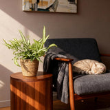 Pteris cretica Albolineata - Lintvaren - Huisdiervriendelijke Plant - Groen - 1 Plant - met Mand - Pot 12cm - Hoogte 20cm