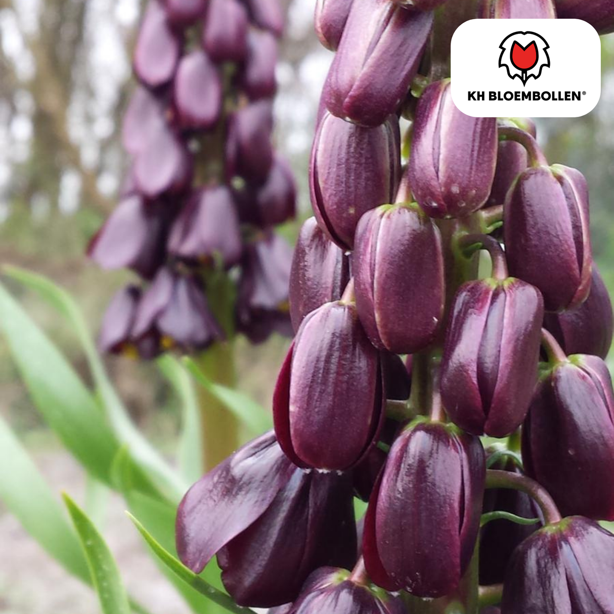 Fritillaria / Kaiserkrone Purple Favorite 5 Stück