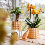Kolibri Orchids | Niagara Falls orchidee Sunny Bunny met Poppy sierpot peach – potmaat Ø12 cm – vers van de kweker