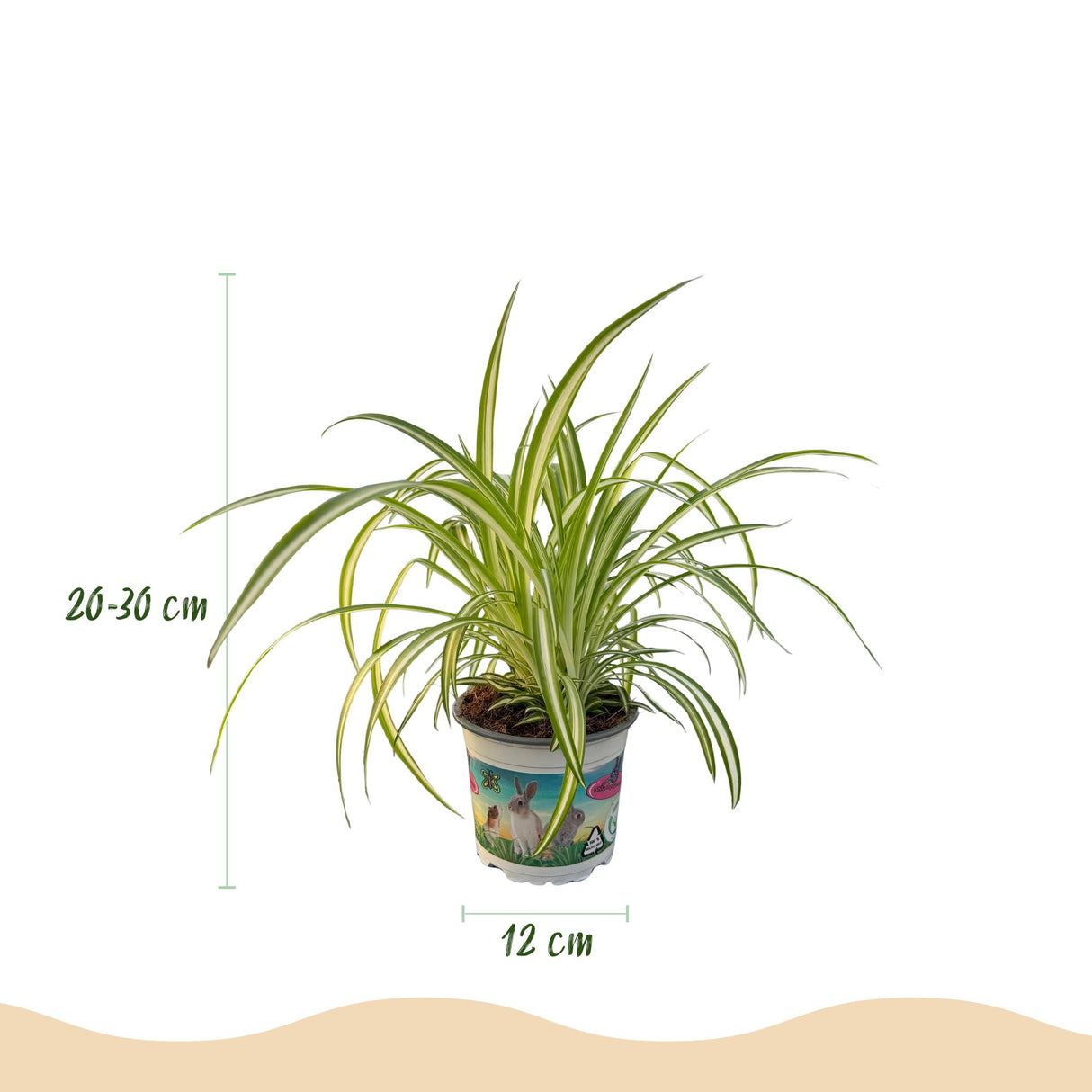 Cyperus - Calissia - Chlorophytum - Mix van 3 - Huisdiervriendelijke Planten - Groen - 3 Planten - met Potter Grijs - Pot 12cm - Hoogte 20cm