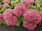 24x Sedum 'Herbstfreude' - ↕10-25cm - Ø9cm
