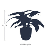 Calathea Zebrina in zwarte pot - 42 cm hoog - Kunstplant