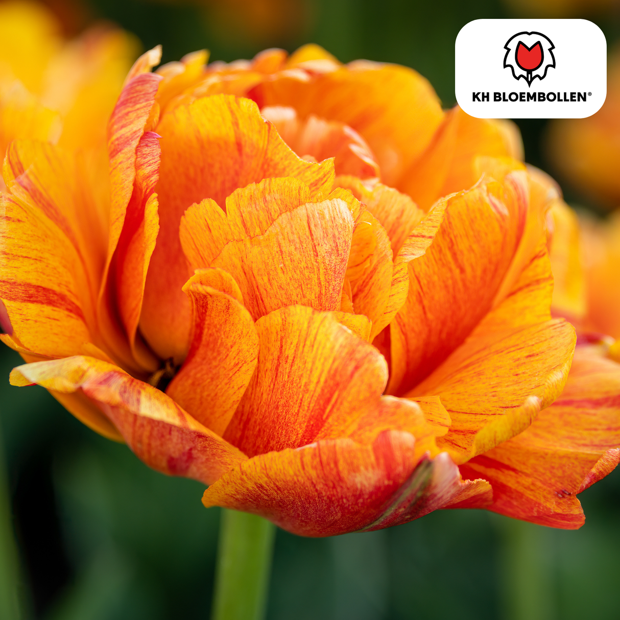 Tulpenbollen Gudoshnik Double – 20 Stuks | KH Bloembollen® | Geel, Oranje & Rode Dubbelbloemige Tulp – Pioenachtig & Kleurrijk – Voor Tuin of Pot – Maat 11/12 – Vers van de Teler