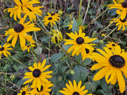 48x Zonnehoed / Rudbeckia fulgida 'Goldsturm' – ↕10cm – ⌀9 cm