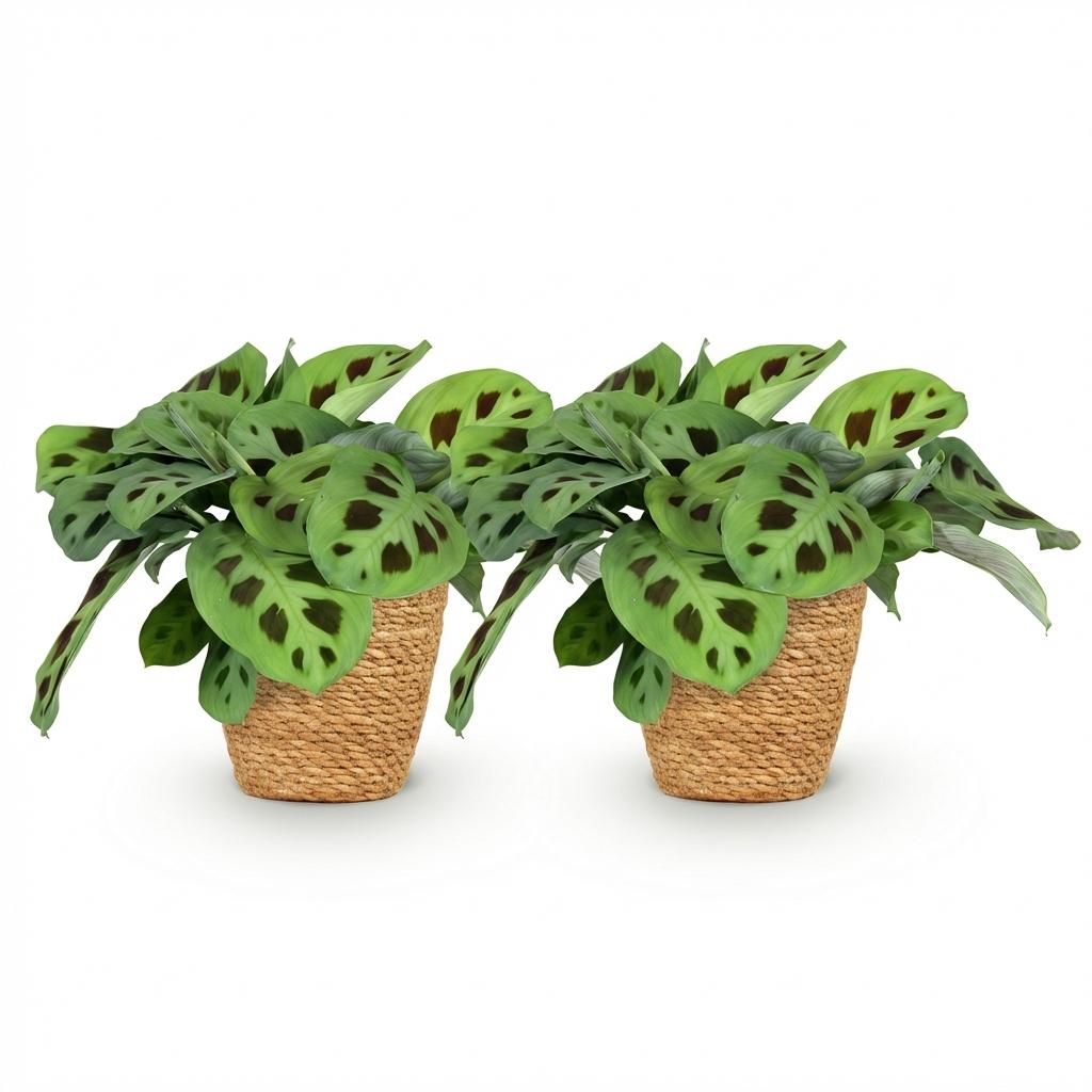 Maranta Fascinator Kerchoveana - Zebraplant - Huisdiervriendelijke Plant - Groen - 2 Planten - met Mand - Pot 12cm - Hoogte 25cm