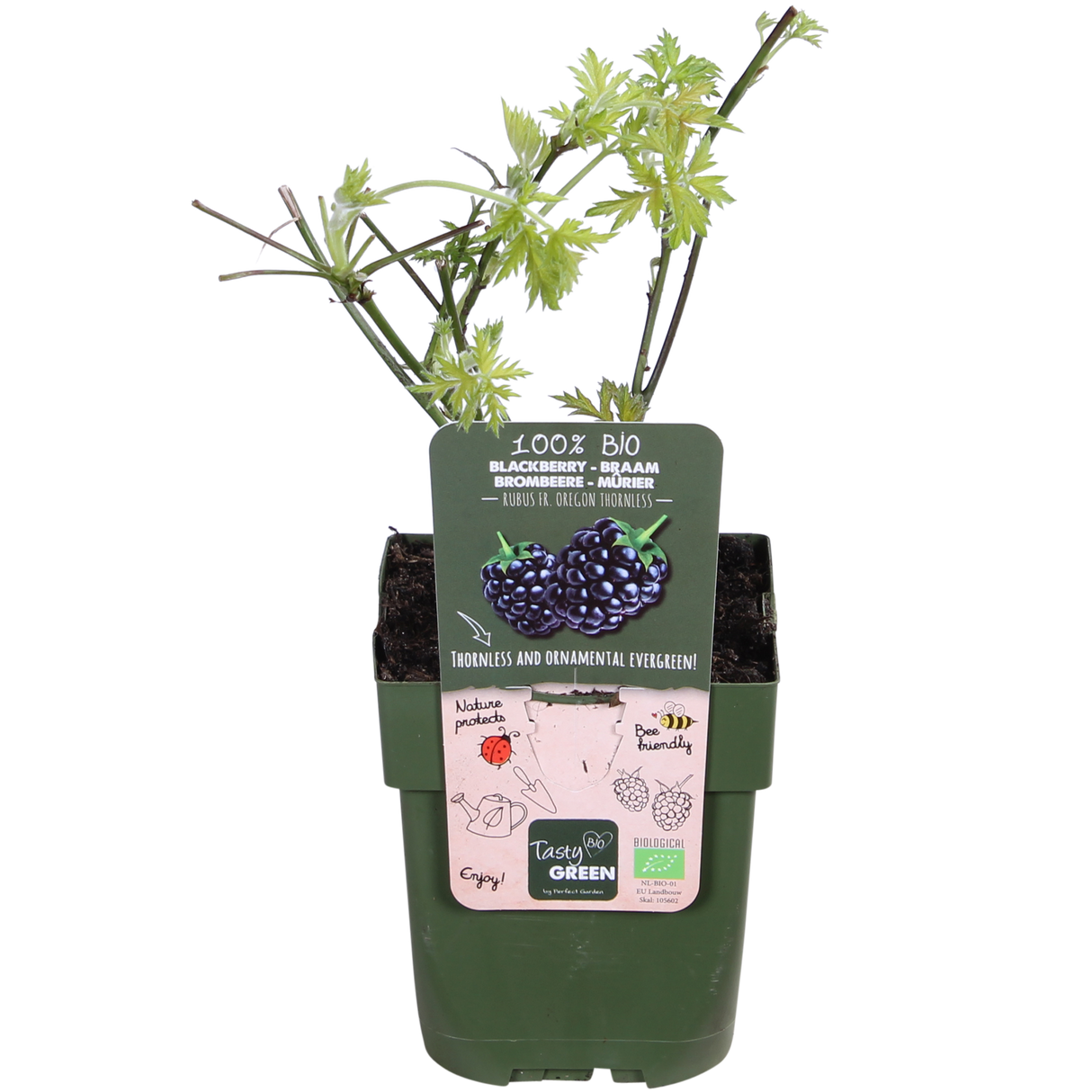 Rubus fruticosus 'Thornless Evergreen' - Doornloze Braam - ↕45cm - Ø13cm