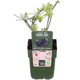 Rubus fruticosus 'Thornless Evergreen' - Doornloze Braam - ↕45cm - Ø13cm