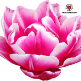 Tulpenbollen Columbus – 20 Stuks | KH Bloembollen® | Roze-Witte Dubbele Pioentulp – Elegant & Vol – Voor Tuin of Pot – Maat 11/12 – Vers van de Teler!