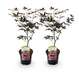 Green boutiQ - Terrasplant - Japanse Esdoorn - Acer palmatum Bloodgood - Rood - 2 Planten - Bladverliezend - Pot 19cm Hoogte 70cm