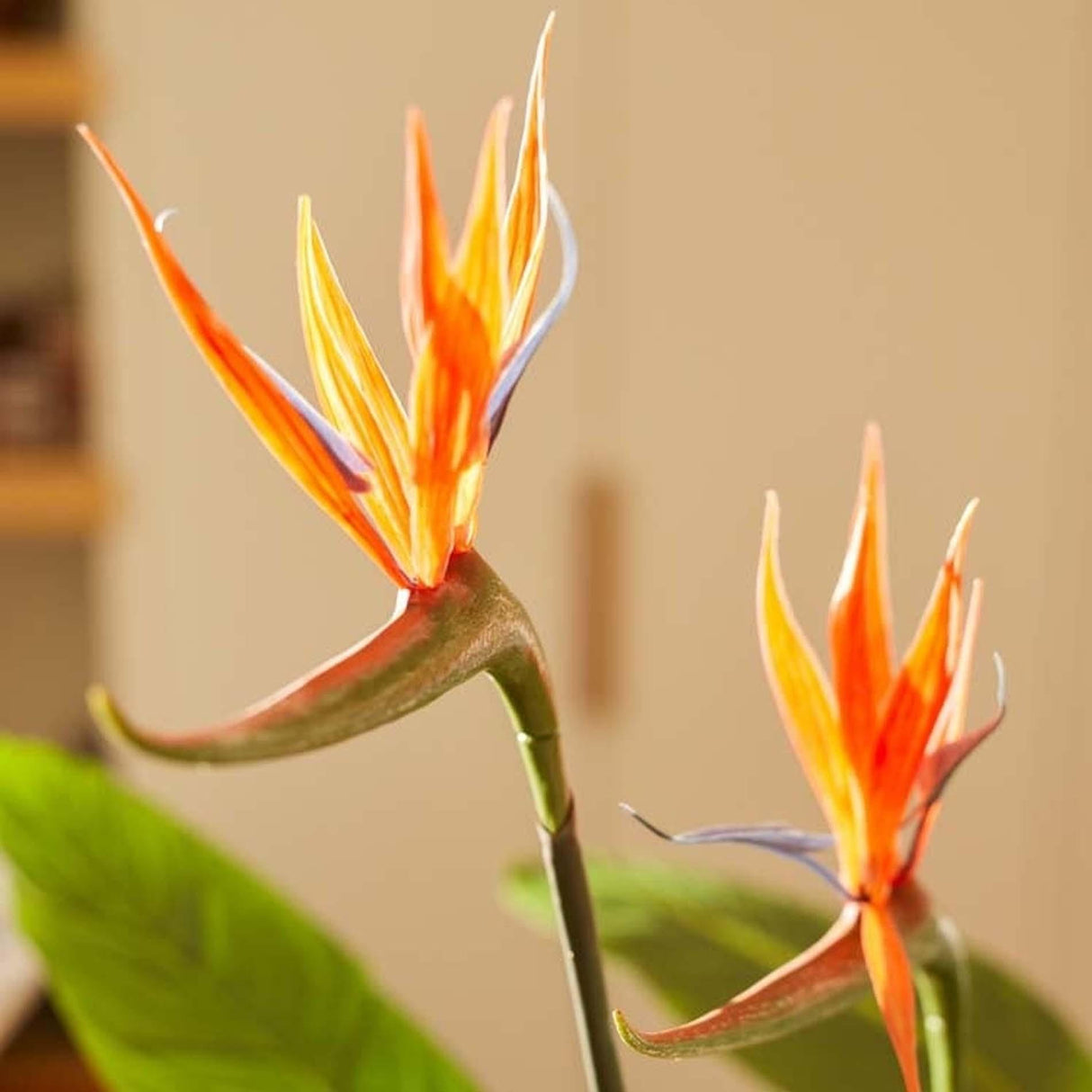 Strelitzia met bloemen - 120cm - In zwarte pot - Kunstplant