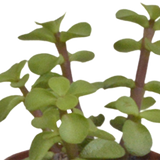 Vetplanten mix 5.5 cm - 5x - zonder pot