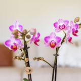 Kolibri Orchids | Roze phalaenopsis orchidee potmaat Ø9cm | Switzerland | bloeiende kamerplant - vers van de kweker