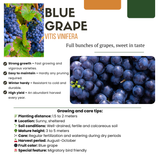 6 x Biologische Druivenplanten - Ø 13 cm - ↨ 20 cm