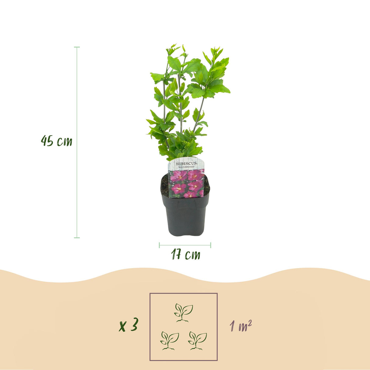 Green boutiQ - Tuinplant - Hibiscus syriacus Woodbridge - Tuin Hibiscus - Winterhard - Roze - 3 Planten - Pot 17cm - Hoogte 45cm