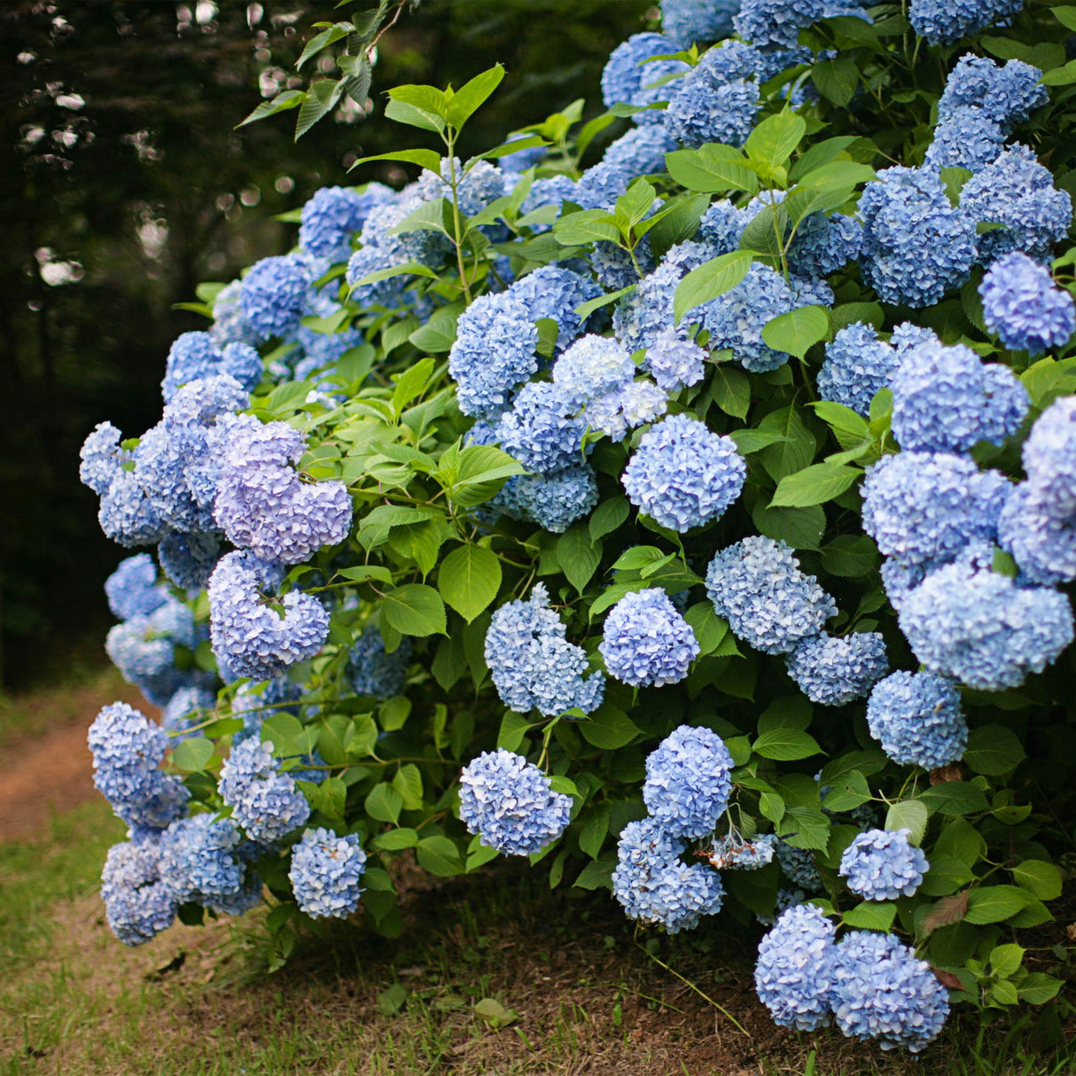 Hortensia / Hydrangea macrophylla Blauw - Bloem Blauw - 3 Planten - 1m2 - Bladverliezend - Weinig Onderhoud - Pot 17cm Hoogte 30cm