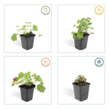 60x Geranium cant. 'Biokovo' - ↕10-25cm - Ø9cm