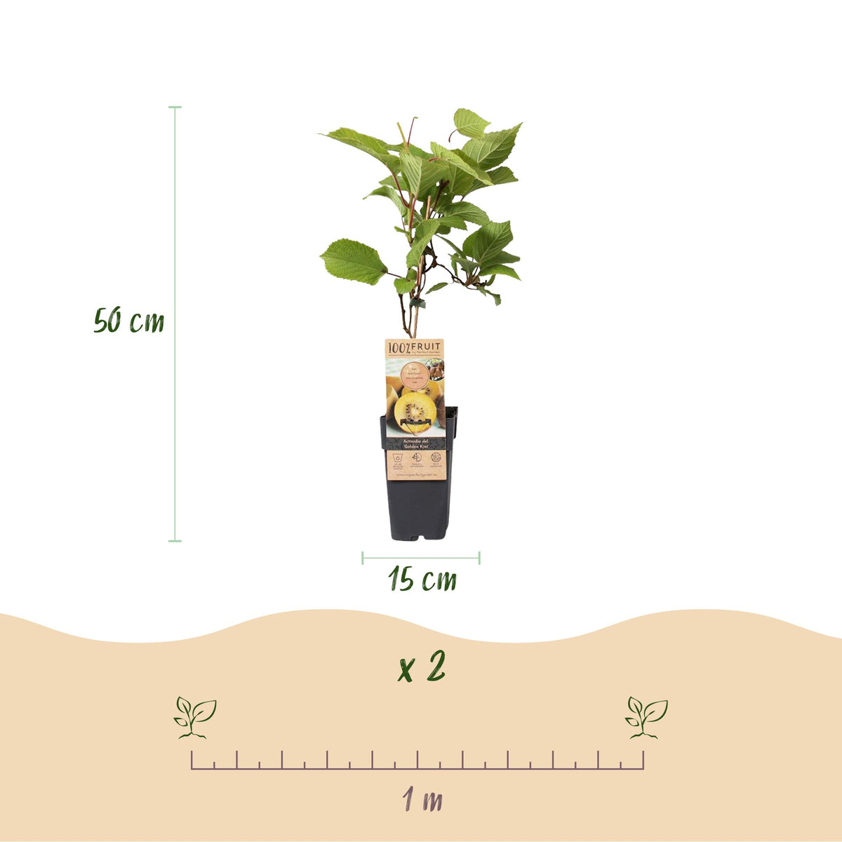 Fruitplant - Actinidia Weiki & Golden Kiwi - Kiwiplant - 1 Mannelijke - 2 Vrouwelijke - Planten - Geel - Pot 15cm - Hoogte 50cm