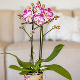 Kolibri Orchids | Roze paarse phalaenopsis orchidee potmaat Ø9cm | Bora Bora | bloeiende kamerplant - vers van de kweker