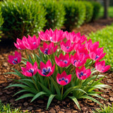 Green boutiQ - Blumenzwiebeln - Tulpe Little Beauty - Farbe Dunkelrosa - 25 Stück - Zwiebelgröße 6/7 - XXL Pack