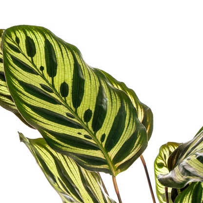Calathea Makoyana Ø17cm - ↕40 - 50cm
