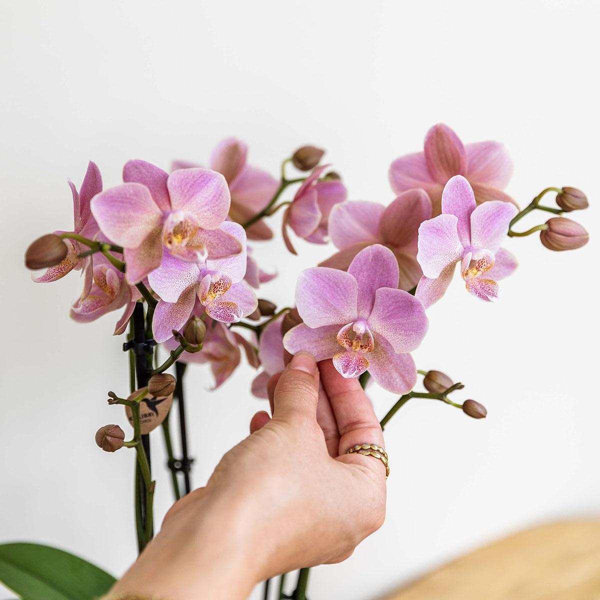 Kolibri Orchids | Oudroze Phalaenopsis orchidee - Jewel Treviso - potmaat Ø12cm | bloeiende kamerplant - vers van de kweker
