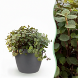 Calissia repens - Kattengras - Huisdiervriendelijk - Groen - 1 Plant - met Potter Grijs - Pot 12cm - Hoogte 17-20cm