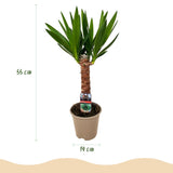 Kamerplant - Yucca elephantipes - Yucca - Weinig onderhoud - Groen - 1 - Pot 14cm - Hoogte 55cm