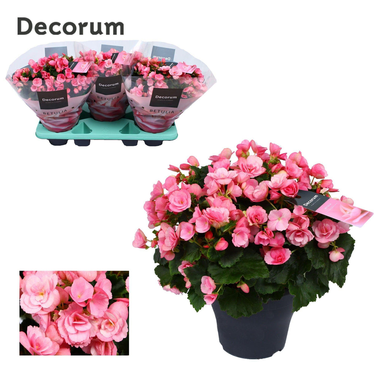 Begonie Betulia ''Candy'' Rosa Decorum - Ø19cm - ↕35cm