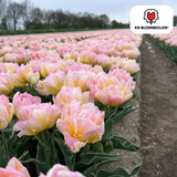 Tulpenbollen Password – 20 Stuks | KH Bloembollen® | Roze Dubbelbloemige Tulp – Vol, Zacht & Romantisch – Voor Tuin of Pot – Maat 11/12 – Vers van de Teler