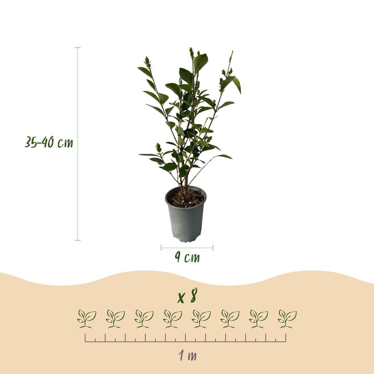 Green boutiQ - Haagplanten - Ligustrum ovalifolium - blad groen - 8 planten - 1 strekkende meter - groenblijvend - pot 9cm hoogte 35-40cm